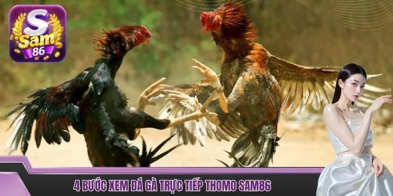 4 bước xem đá gà trực tiếp Thomo SAM86