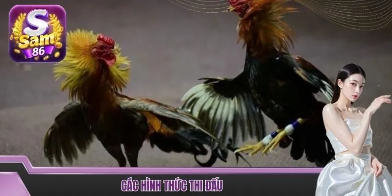 Các hình thức thi đấu