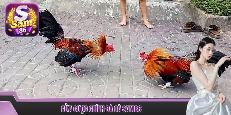 Cửa cược chính đá gà SAM86