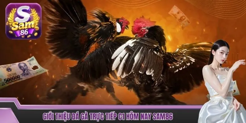 Giới thiệu đá gà trực tiếp C1 hôm nay SAM86