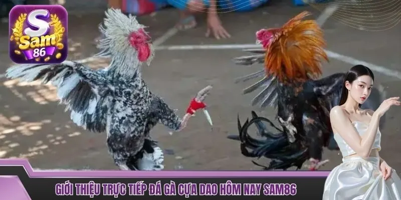 Giới thiệu trực tiếp đá gà cựa dao hôm nay SAM86