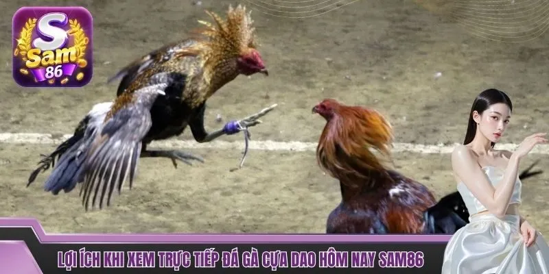 Lợi ích khi xem trực tiếp đá gà cựa dao hôm nay SAM86