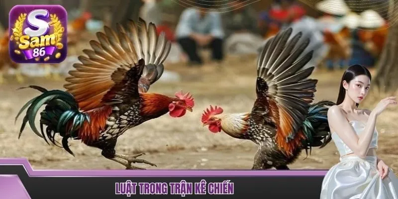 Luật trong trận kê chiến