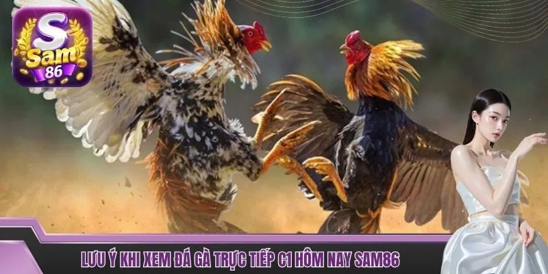 Lưu ý khi xem đá gà trực tiếp C1 hôm nay SAM86