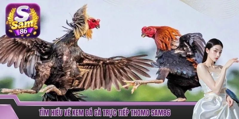 Tìm hiểu về xem đá gà trực tiếp Thomo SAM86