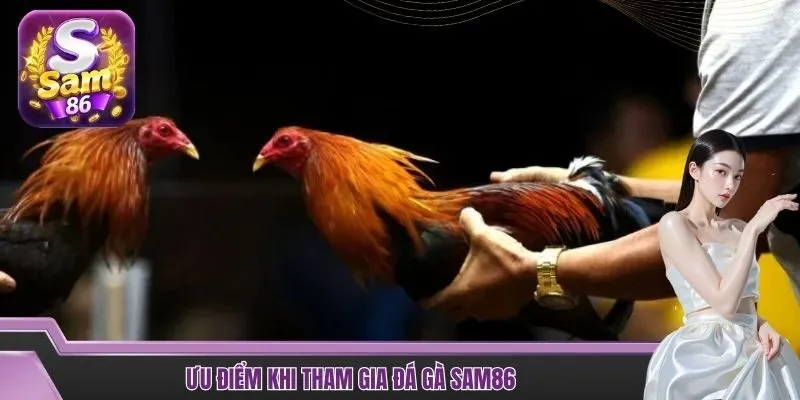 Ưu điểm khi tham gia đá gà SAM86
