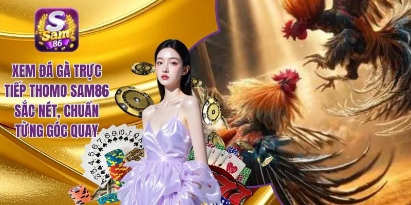 Xem đá gà trực tiếp Thomo SAM86